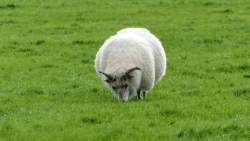 Ein Island-Schaf